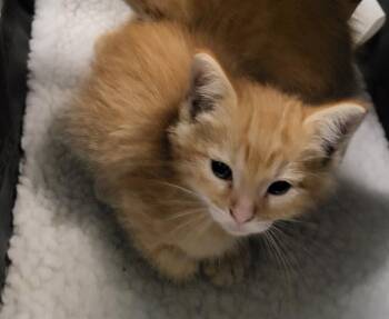 Domestic Short Hair Cats Available for Adoption in San Antonio, Texas - A804811 | PetCurious
