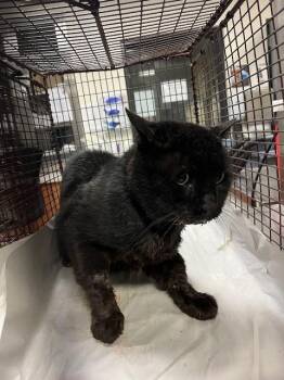 NEGRITO -  Domestic Short Hair Cat for Adoption in Doral, Florida - NEGRITO | PetCurious