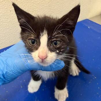 Nio -  Domestic Short Hair Cat for Adoption in Philadelphia, Pennsylvania - Nio | PetCurious