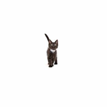 Yale -  Domestic Short Hair Cat for Adoption in Los Angeles, California - Yale | PetCurious
