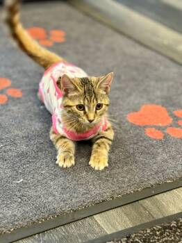 Rescue Domestic Short Hair Cats for Adoption in Calgary, Alberta - Fox In Sox | PetCurious