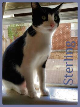 STARLING -  Tabby Cat for Adoption in Lawton, Oklahoma - STARLING | PetCurious