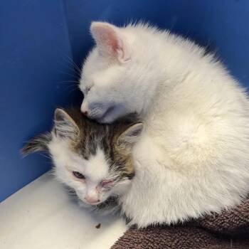 Blake -  Domestic Short Hair Cat for Adoption in Mt. Juliet, Tennessee - Blake | PetCurious