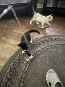 Simba -  Domestic Short Hair Cat for Adoption in Lincoln Park, Michigan - Simba | PetCurious