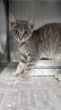 Ham -  Domestic Short Hair Cat for Adoption in Cincinnati, Ohio - Ham | PetCurious