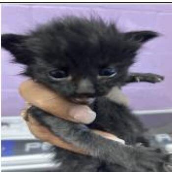 Domestic Short Hair Cats Available for Adoption in Pleasant Hill, California - A1047280 | PetCurious