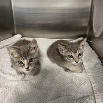 Yzma -  Domestic Short Hair Cat for Adoption in Georgetown, Kentucky - Yzma | PetCurious