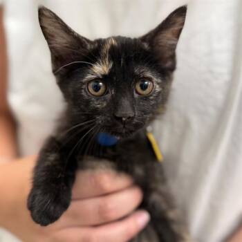 REESE -  Domestic Long Hair Cat for Adoption in St. Louis, Missouri - REESE | PetCurious