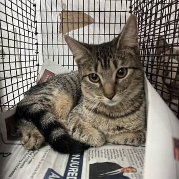 Sega -  Domestic Short Hair Cat for Adoption in Edinburg, Texas - Sega | PetCurious