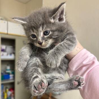 Rescue Domestic Short Hair Cats for Adoption in Pekin, Illinois - B-Dawg | PetCurious