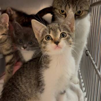 Ember -  Domestic Short Hair Cat Available for Adoption in Los Angeles, California - Ember | PetCurious