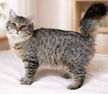 Domestic Medium Hair and Tabby Cats Available for Adoption - Kitten Radish | PetCurious