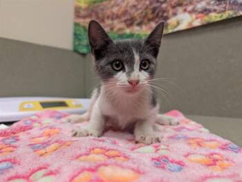 SNOW -  Domestic Short Hair Cat for Adoption in Moreno Valley, California - SNOW | PetCurious
