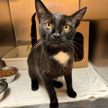 Frankie -  Domestic Short Hair Cat for Adoption in Lindon, Utah - Frankie | PetCurious