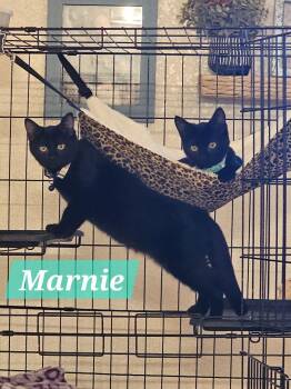 Rescue Domestic Medium Hair Cats for Adoption in Yuma, Arizona - Marnie | PetCurious