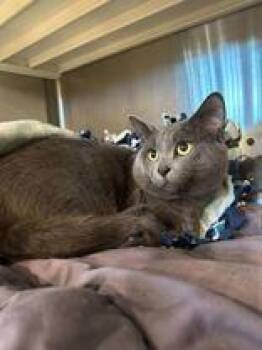 Karner -  Domestic Short Hair Cat for Adoption in Jackson, Michigan - Karner | PetCurious
