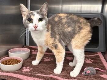 Garden -  Domestic Short Hair Cat for Adoption in New York, New York - Garden | PetCurious