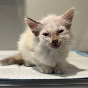 IVHS-Stray-139904 -  Siamese Cat for Adoption in San Gabriel, California - IVHS-Stray-139904 | PetCurious