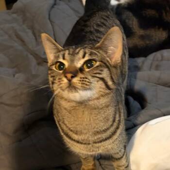 Domestic Short Hair Cats Available for Adoption in Newark, New Jersey - Spicy | PetCurious