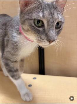 DAFFODIL. 4428 -  Tabby Cat for Adoption in Waldorf, Maryland - DAFFODIL. 4428 | PetCurious