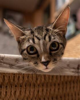Joey -  Domestic Short Hair Cat for Adoption in Scottsdale, Arizona - Joey | PetCurious