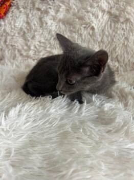 Heidi -  Domestic Short Hair Cat for Adoption in Oceanside, California - Heidi | PetCurious