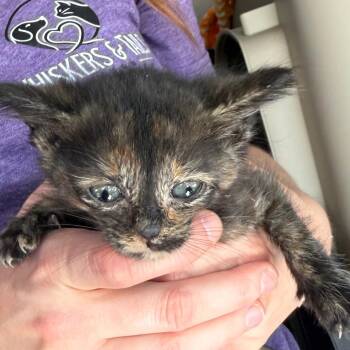 Domestic Short Hair Cats Available for Adoption in Midland, Texas - Kitten 5 | PetCurious