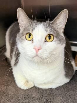 Sterling 4781 -  Domestic Short Hair Cat for Adoption in Waldorf, Maryland - Sterling 4781 | PetCurious