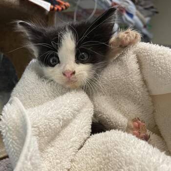 Yoko -  Domestic Short Hair Cat for Adoption in Pasadena, California - Yoko | PetCurious
