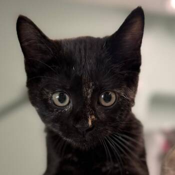 Fern -  Domestic Short Hair Cat for Adoption in Pittsford, Vermont - Fern | PetCurious