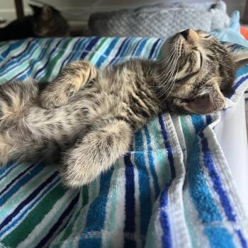 Thunder -  Domestic Short Hair Cat for Adoption in Wheeling, Illinois - Thunder | PetCurious