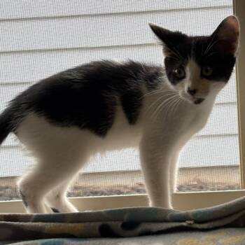 Kason -  Domestic Short Hair Cat for Adoption in Peachtree City, Georgia - Kason | PetCurious
