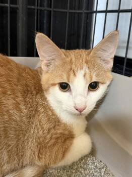 Cornetto -  Domestic Short Hair Cat for Adoption in St. Peters, Missouri - Cornetto | PetCurious