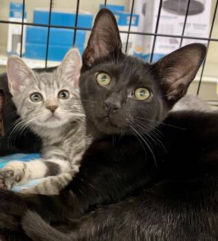 Amici -  Domestic Short Hair Cat for Adoption in Red Bank, New Jersey - Amici | PetCurious