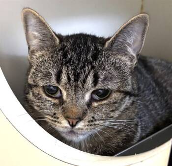 GRAVY JANE -  Domestic Short Hair Cat for Adoption in Boston, Massachusetts - GRAVY JANE | PetCurious