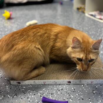 Christopher -  Domestic Long Hair Cat for Adoption in Marshalltown, Iowa - Christopher | PetCurious