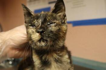 Rescue Domestic Short Hair Cats for Adoption in Columbia, South Carolina - RAINBOW | PetCurious