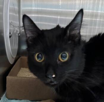 Spooky Season -  Domestic Medium Hair Cat for Adoption - Spooky Season | PetCurious