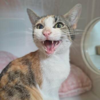 American Bobtail Cats Available for Adoption in Tulsa, Oklahoma - Dot | PetCurious