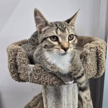 Suki -  Domestic Short Hair Cat for Adoption in Huntsville, Alabama - Suki | PetCurious