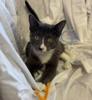 Teagan -  Tuxedo and Domestic Short Hair Cat for Adoption in Walnut Creek, California - Teagan | PetCurious