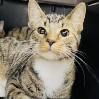 Jaxx -- Bonded Buddy With Jo Jo -  Domestic Short Hair Cat for Adoption in Des Moines, Iowa - Jaxx -- Bonded Buddy With Jo Jo | PetCurious