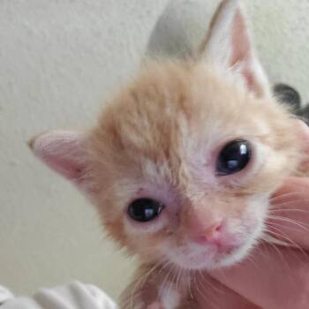 Clementine -  Domestic Short Hair Cat for Adoption in Inman, South Carolina - Clementine | PetCurious