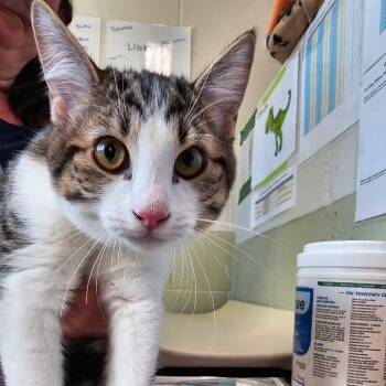 Rescue Domestic Short Hair Cats for Adoption in Eureka Springs, Arkansas - Runt | PetCurious