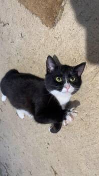 Mittens -  Domestic Short Hair Cat Available for Adoption in Tiger, Georgia - Mittens | PetCurious