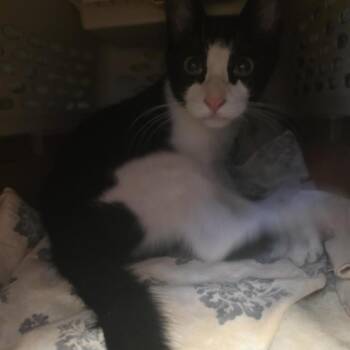 Louise -  Domestic Short Hair Cat for Adoption in Brentwood, Missouri - Louise | PetCurious