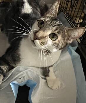 Sebastian -  Domestic Short Hair Cat for Adoption in Parkland, Florida - Sebastian | PetCurious