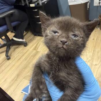 Papaya -  Domestic Short Hair Cat for Adoption in Newark, New Jersey - Papaya | PetCurious