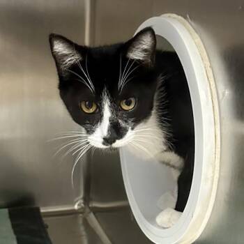 Eggs -  Domestic Short Hair Cat for Adoption in Walnut Creek, California - Eggs | PetCurious