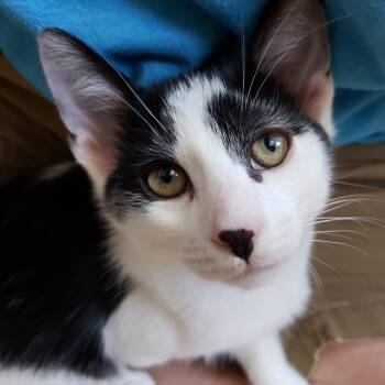 Rescue Domestic Short Hair Cats for Adoption in Villa Park, California - Lacelot | PetCurious